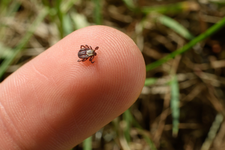    Shutterstock/FOTODOM