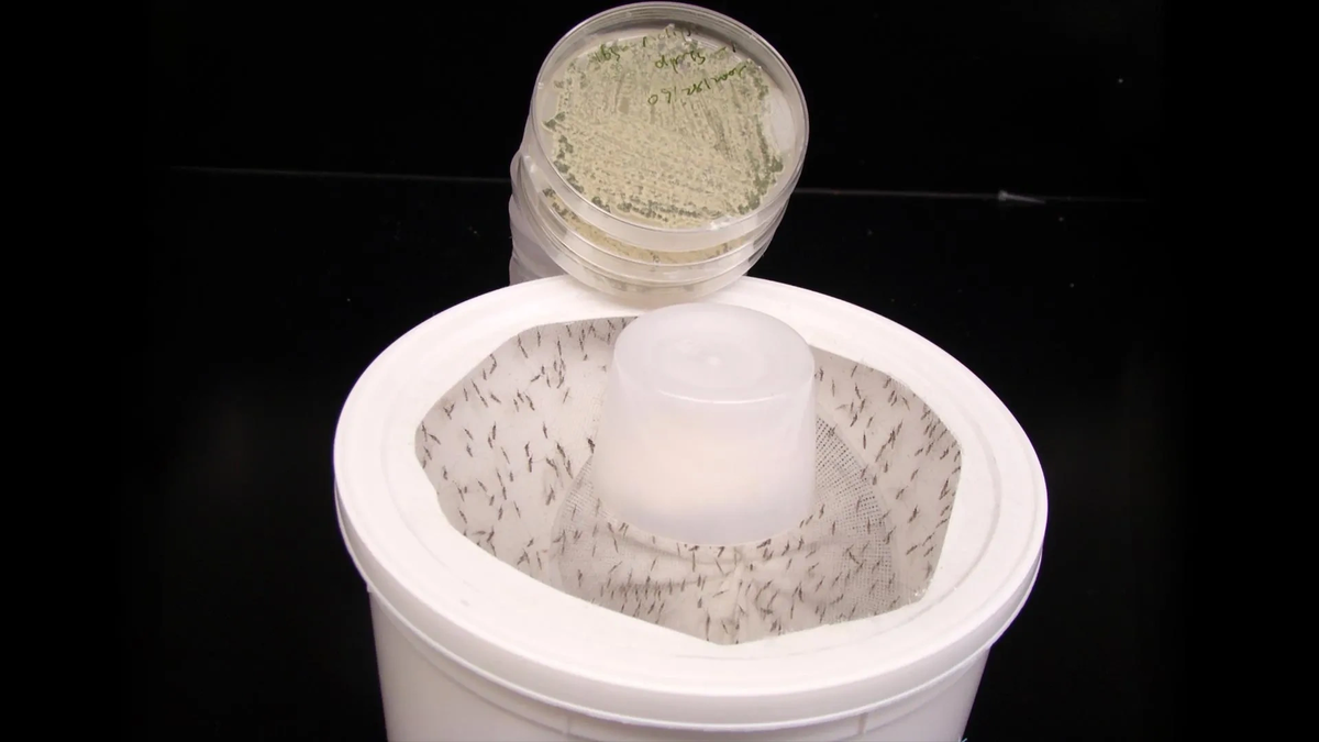    Комары в контейнере.