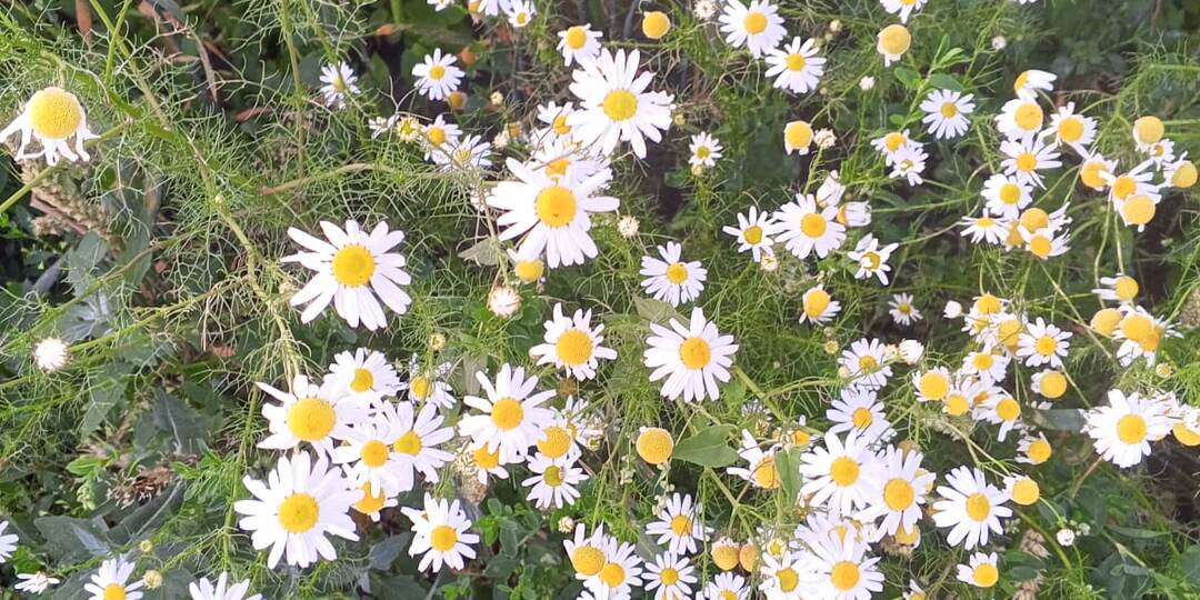 Мелодия старой гармони (часть 5)