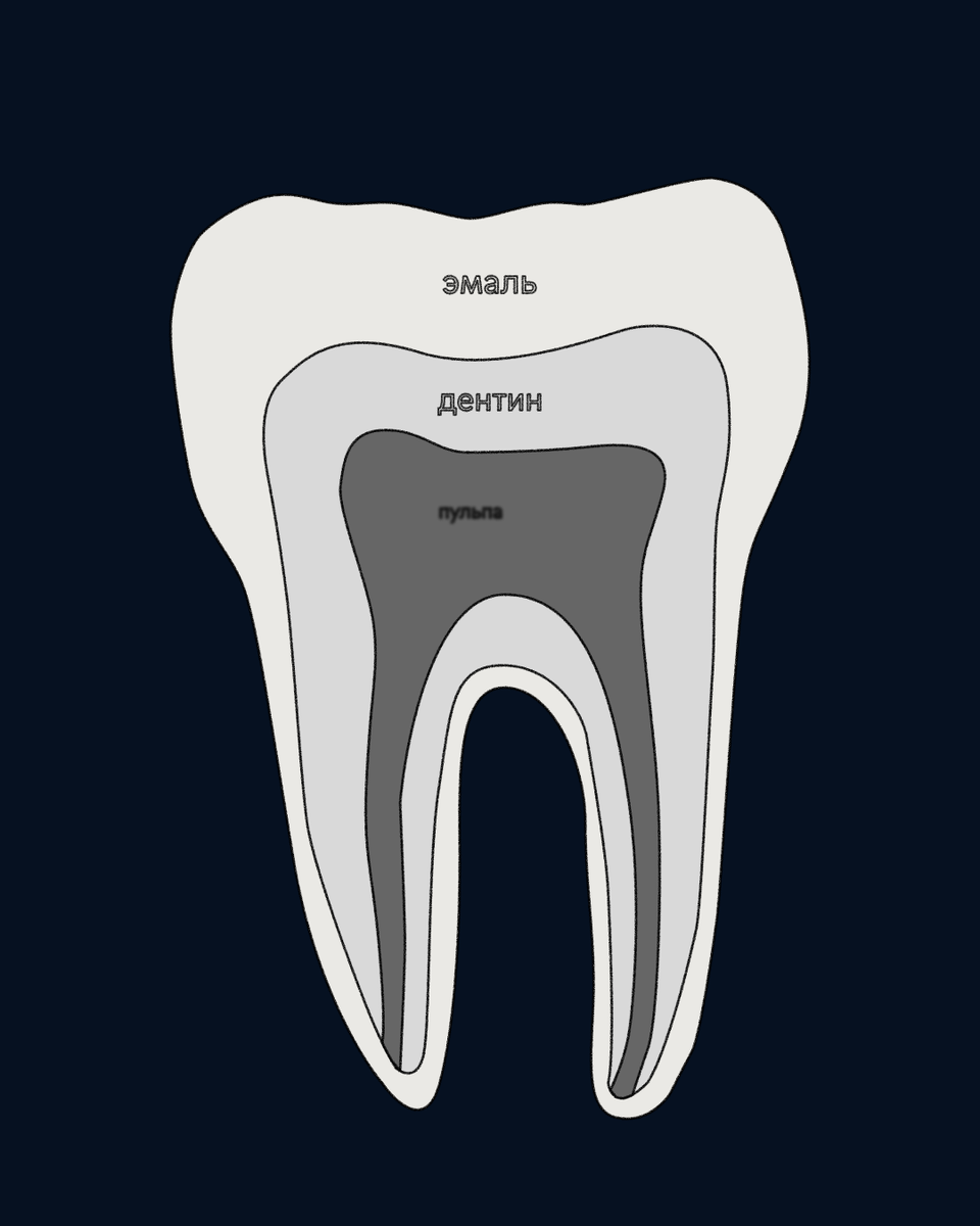Строение зуба