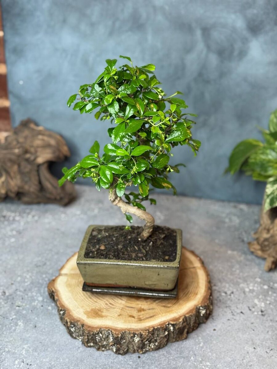 Примеры бонсай👉