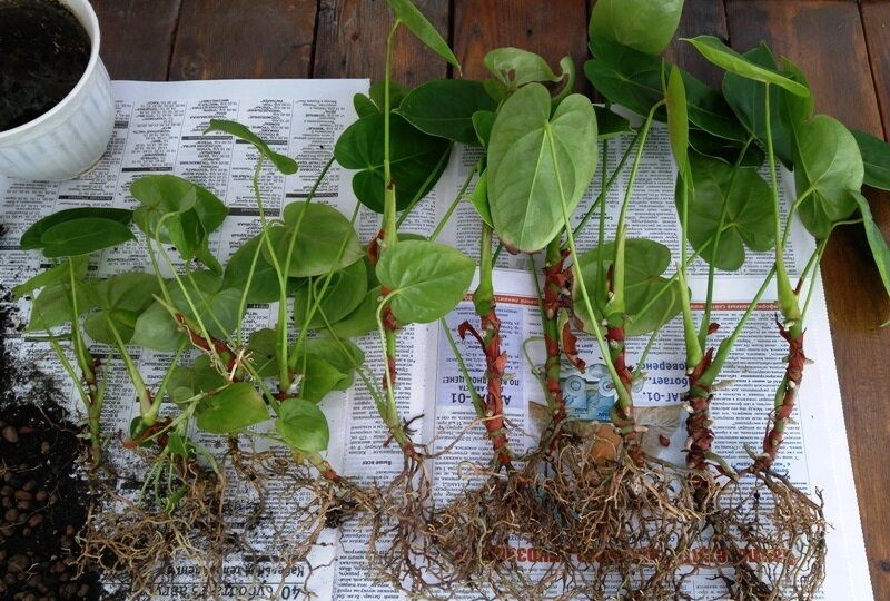 Как правильно размножать антуриум