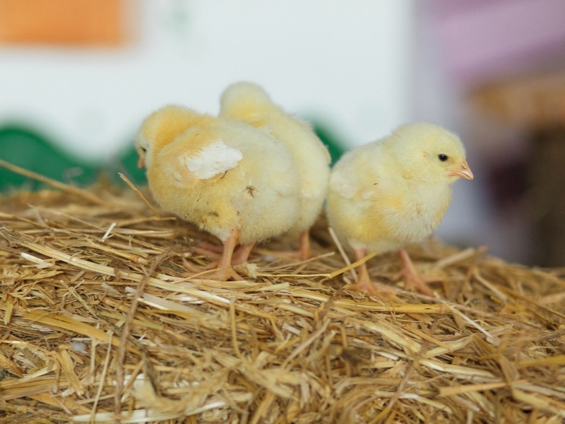     Фото: freepik.com