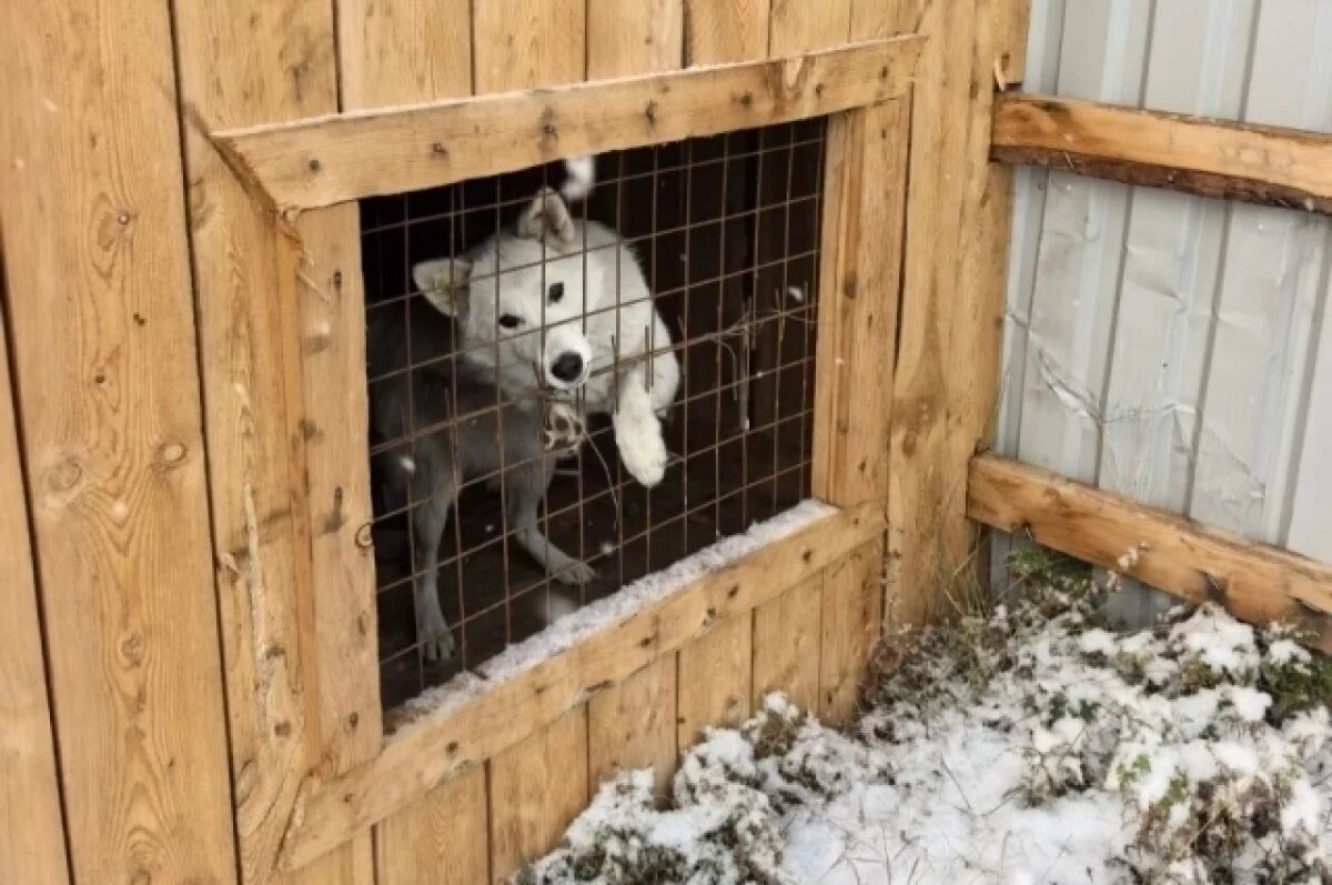    Приют рассчитан на 6 собак.