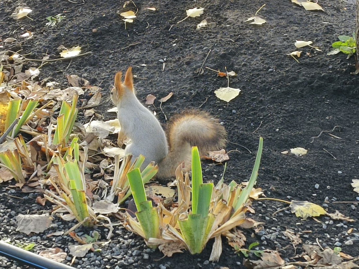 наша самарская белочка