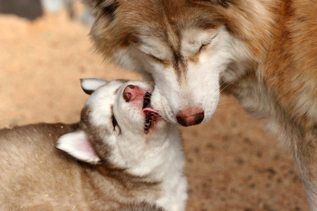 Сиу и ее сын щенок Гитчи Манидо (Сибирские Хаски "Серебро Севера")