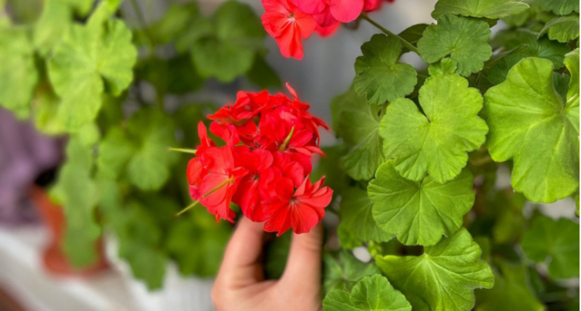    Поливаю герань настоем трав — и даже самые капризные растения в горшках цветут обильно и эффектно