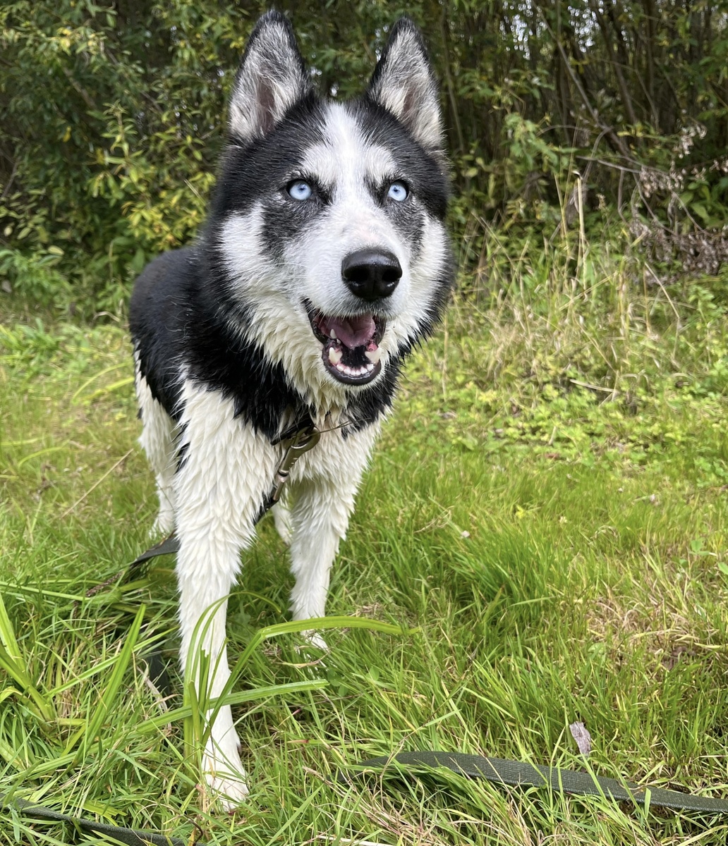 Ева. Она живёт сейчас в приюте. Ждёт хозяина .☎️+79027958432