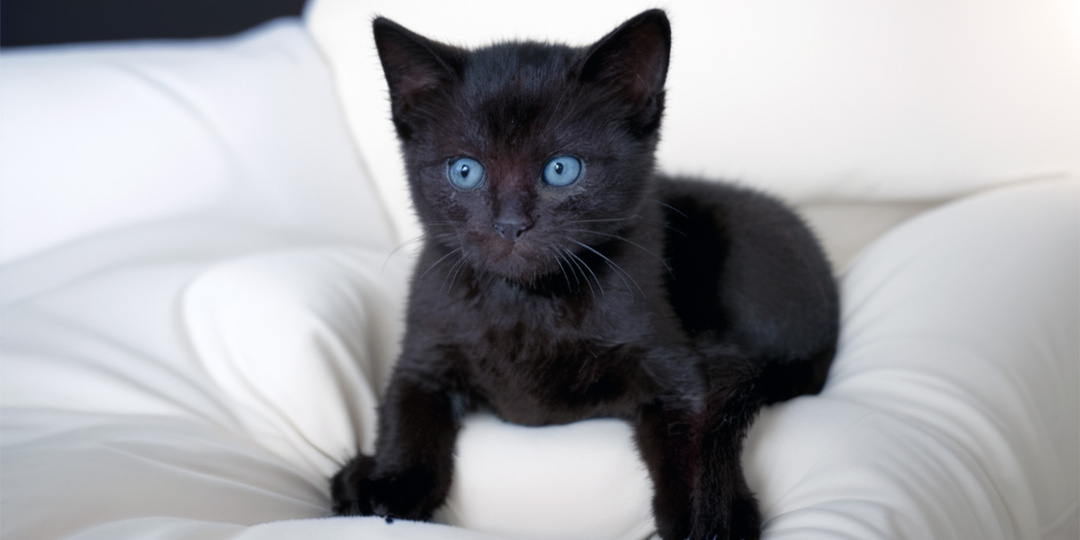 Черная месса