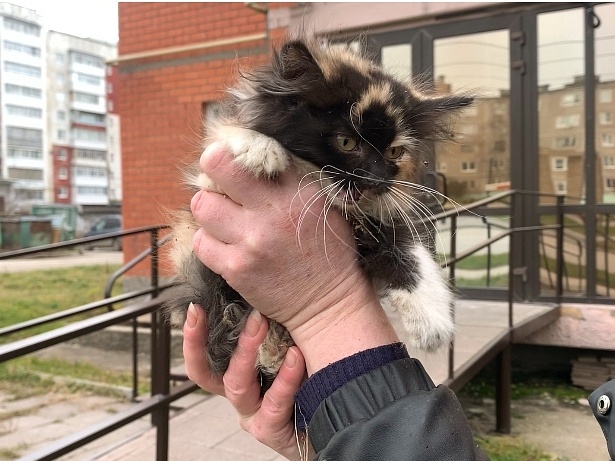 Котёнок почти невесомый