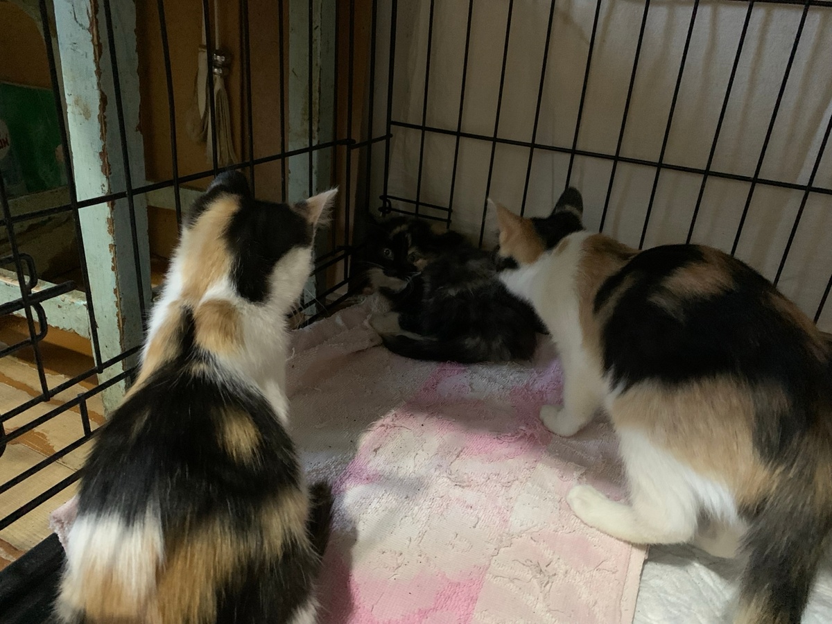 Первая встреча с обитателями передержки