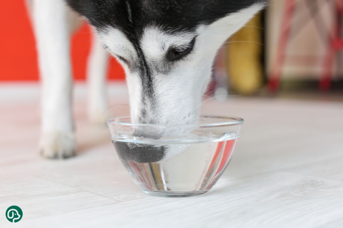 Собака пьёт воду из миски 