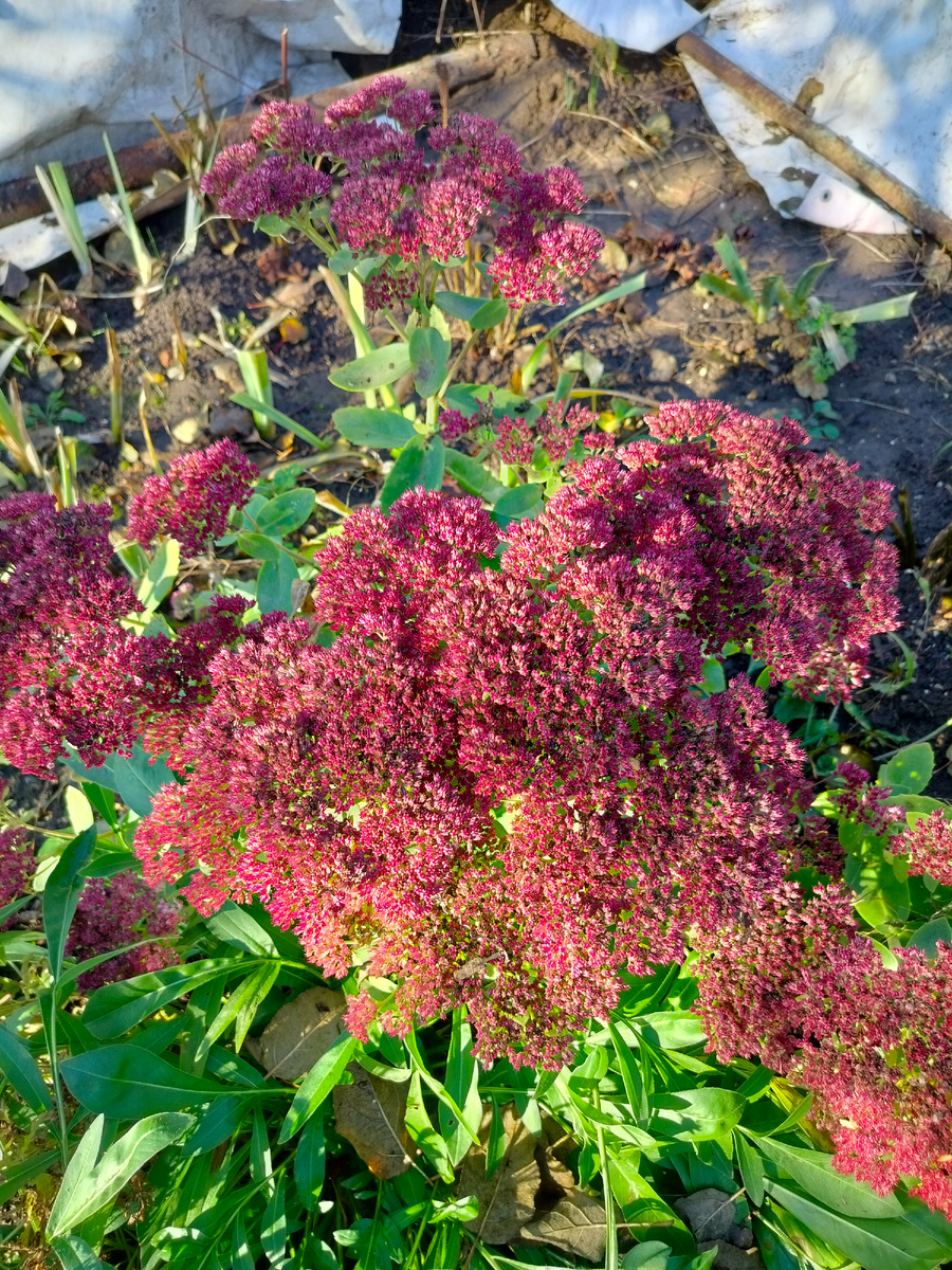 Очиток ( седум) радует глаз