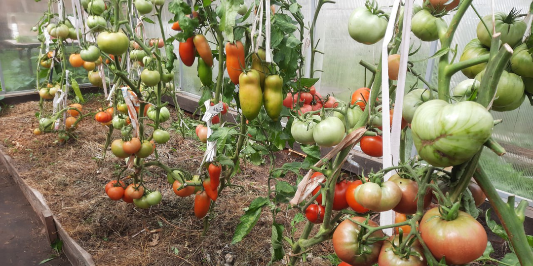 Чего НЕ любят томаты?