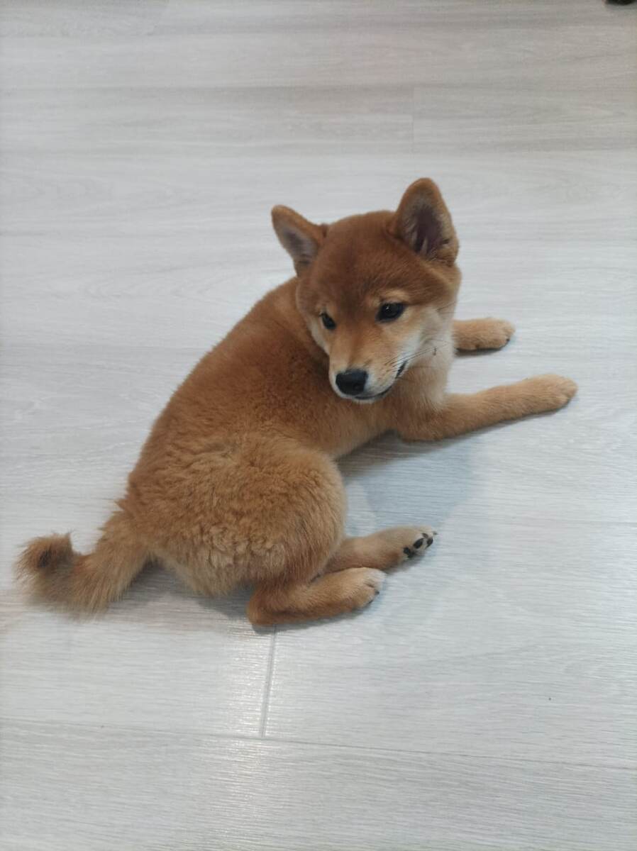 маленькая хулиганка Мия (собака моего брата)