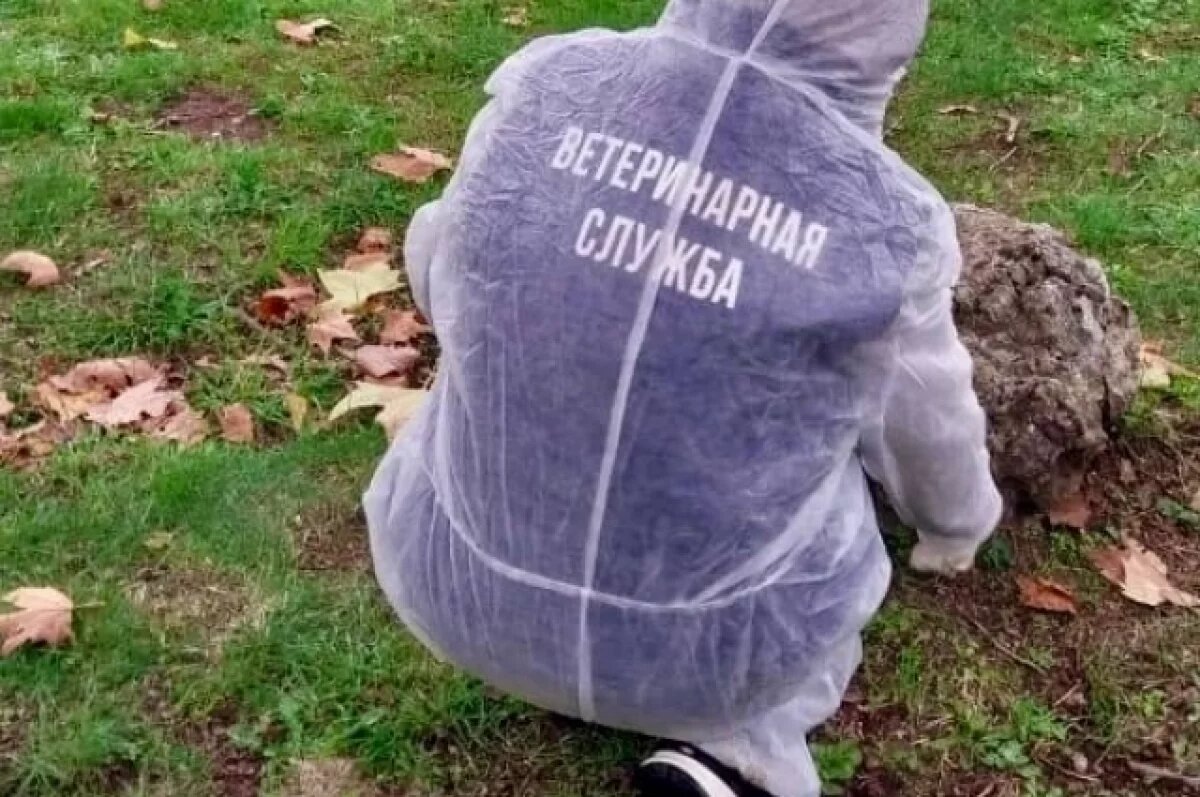    В Ялте вакцинируют от бешенства диких животных