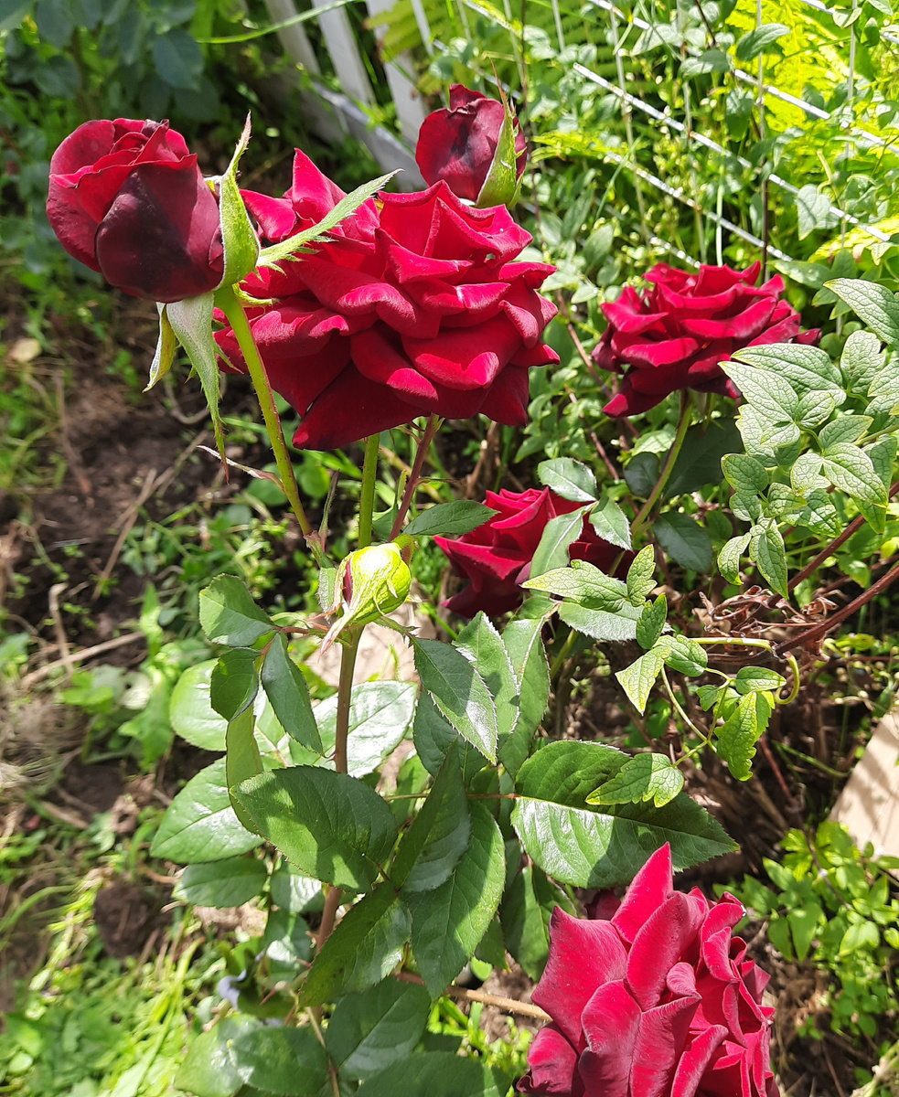 Название не знаю