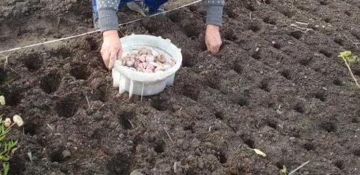 Подзимняя посадка чеснока 