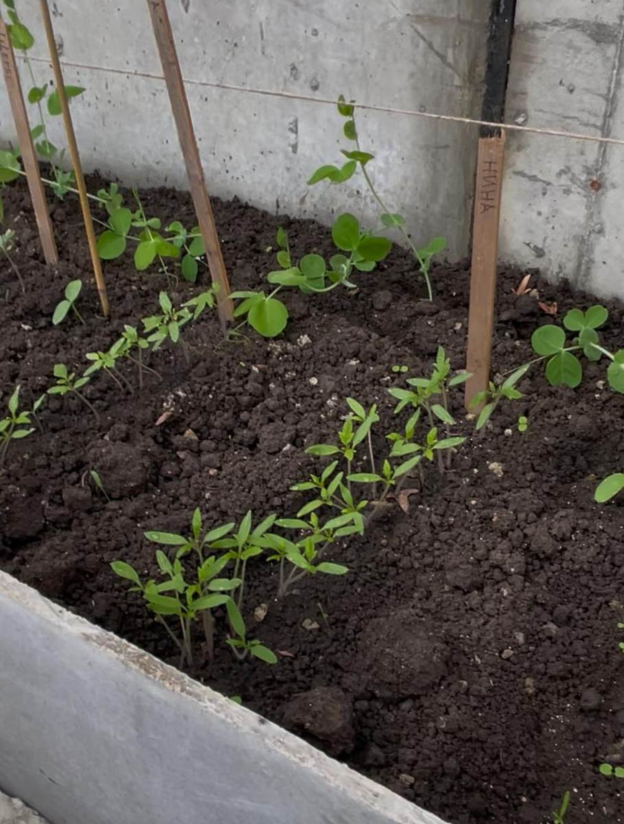 Прошла неделя после посева.