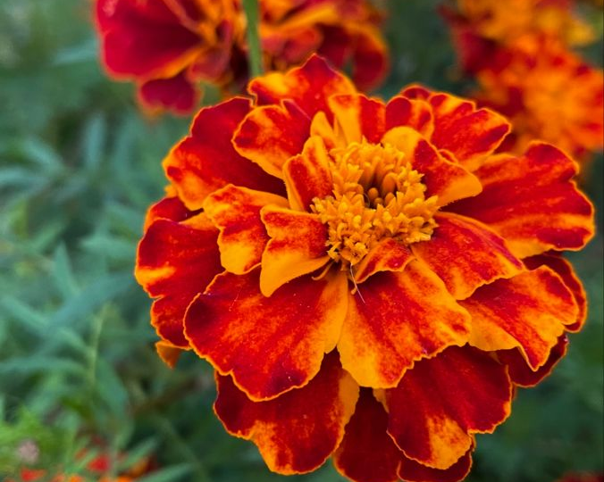 «Бархатцы спасают не везде: 4 места, где они навредят вашему саду»