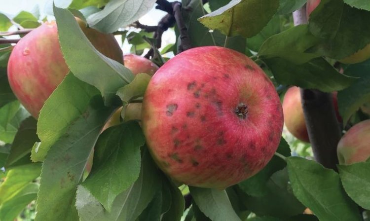    Фото: Poliana Francescatto