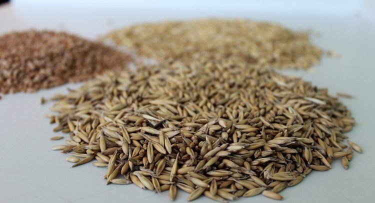    Фото: ФГБУ ЦОК АПК