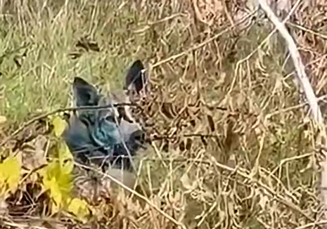 Кадр из снятого в Чернобыле видео