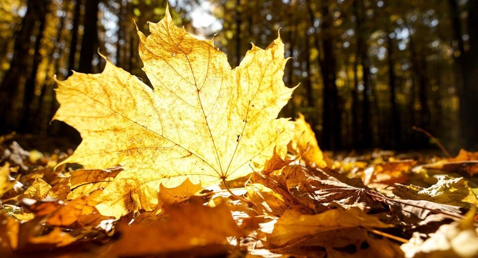    Медиабанк Подмосковья