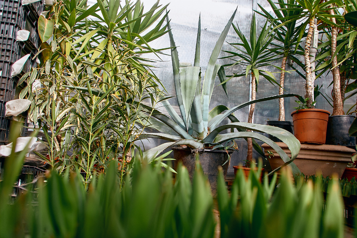 Голубая агава-гигант в Парке Горького