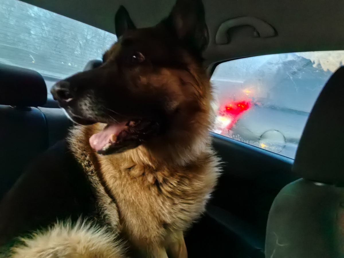 Фред в машине