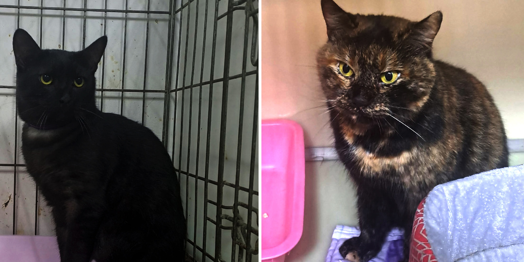 Подопечные, которым нужна помощь прямо сейчас