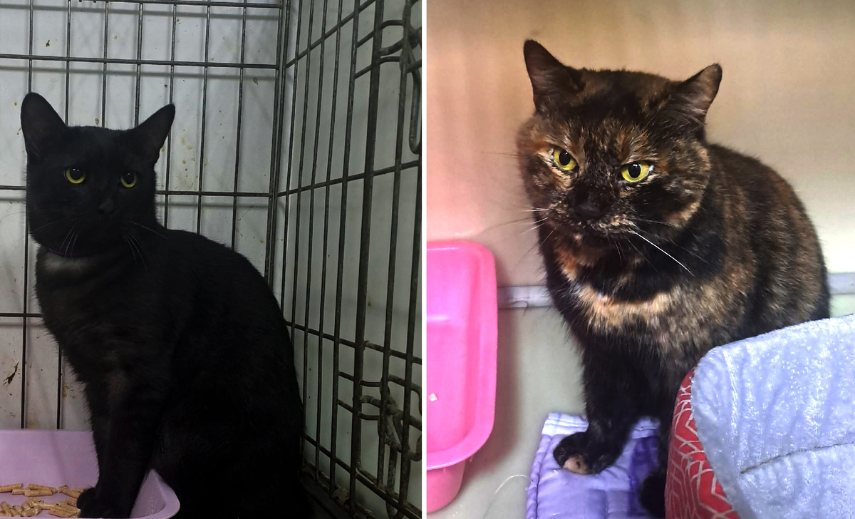 Фартинг и Соль