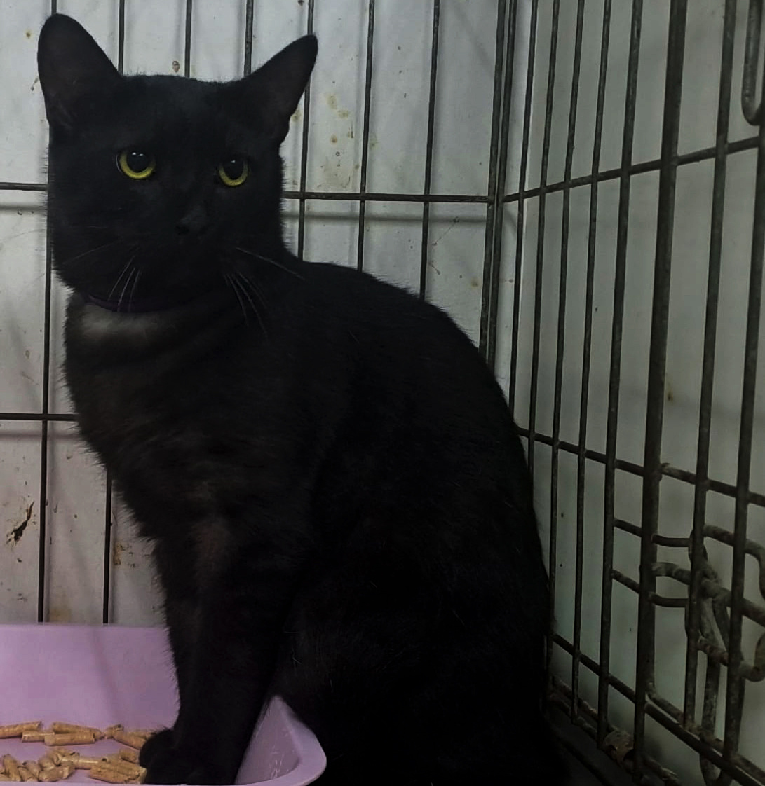 Фартинг, 1 год