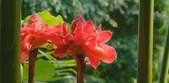 Шампуневый имбирь