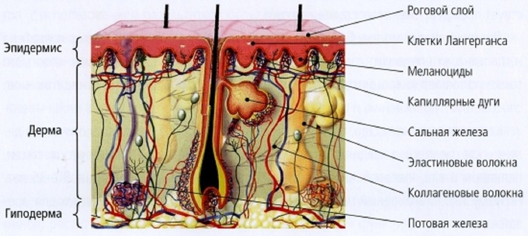 Наша кожа сложна и реактивна,не будем экспериментировать на ней средствами с сомнительным составом. А вы умеете читать и понимать состав косметических средств?