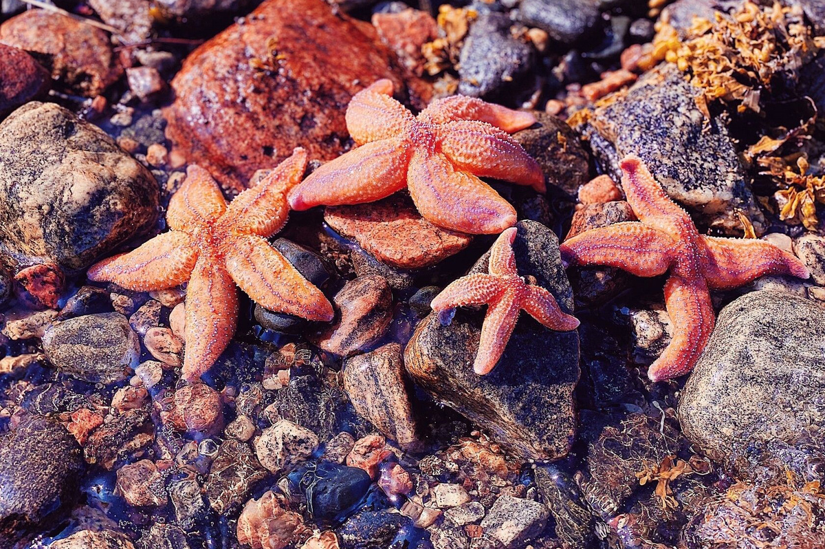 Дары щедрой карельской природы в «Точке притяжения»