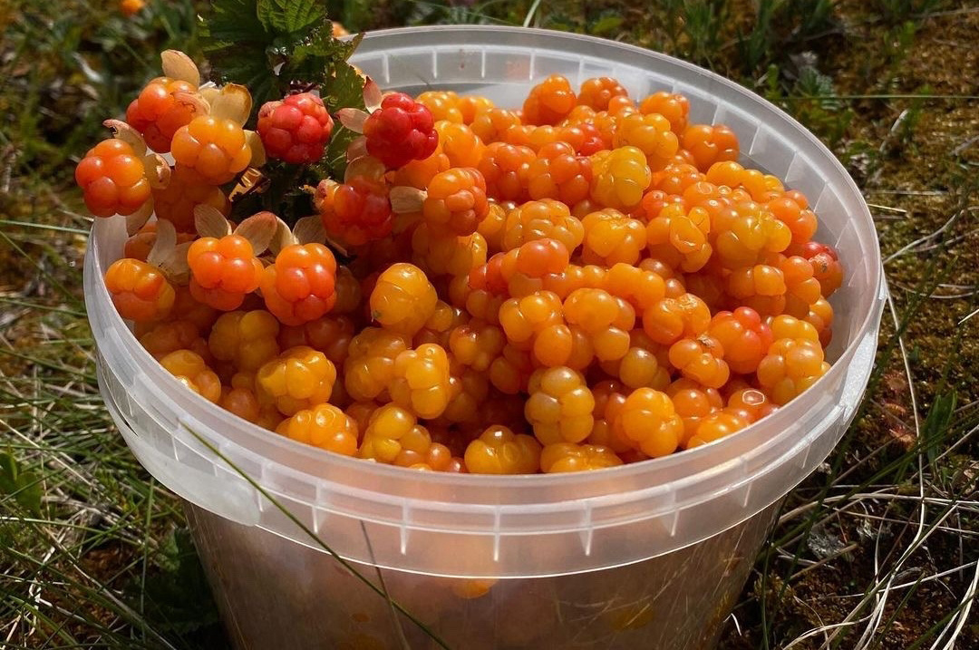 Дары щедрой карельской природы в «Точке притяжения»