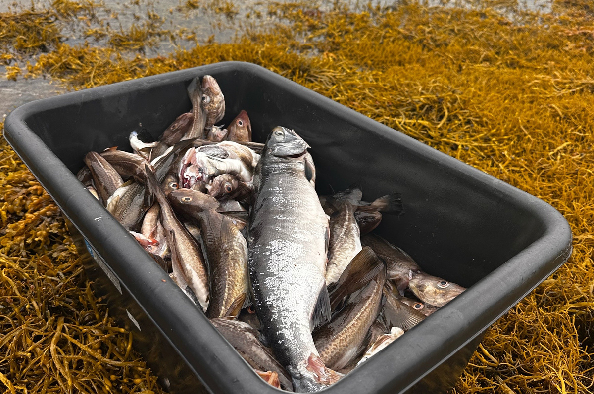 Арктическая рыбалка в глэмпинге