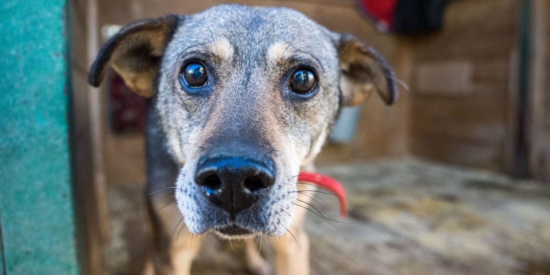 Ученые подтвердили, что собаки чувствуют человеческий страх