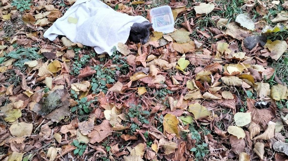 ‼️Вчера была история про заледеневшего кота, которого "добрые" люди накрыли полотенцем и оставили на газоне