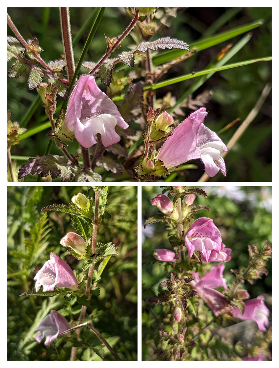 Вшивосемянник цветёт примерно с августа до начала октября