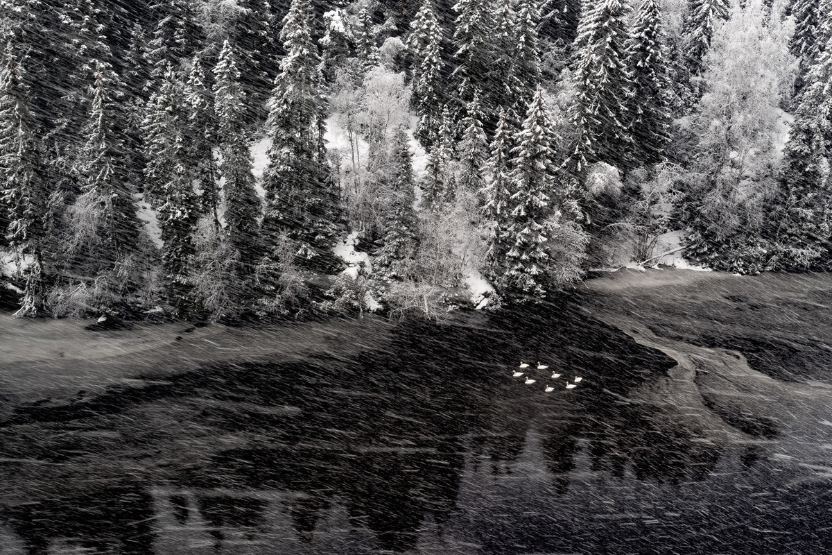 Победитель номинации птицы Terje Kolaas 