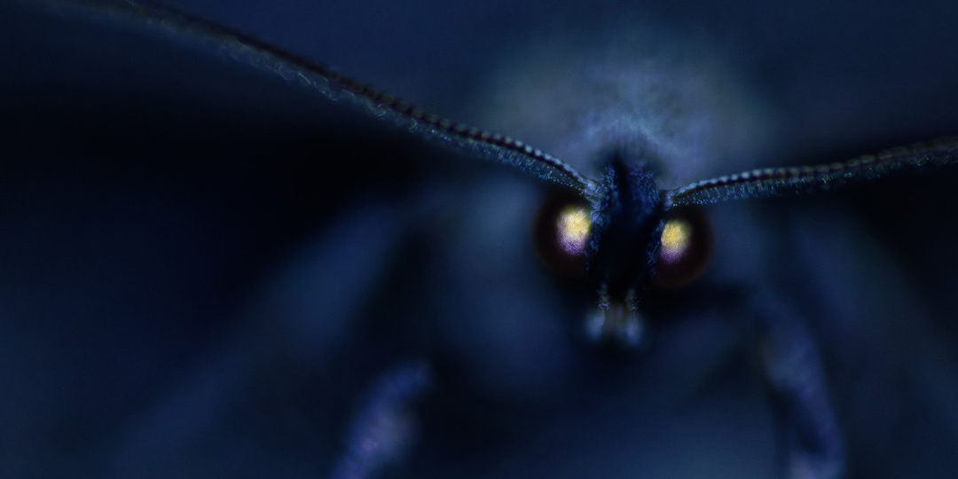 Классика или застой. Лучшие фотографии природы 2025 года по версии GDT