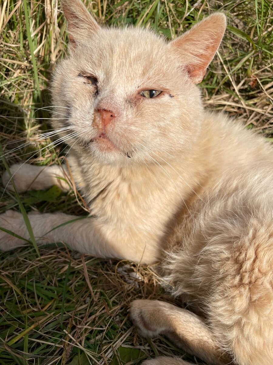 Страдалец, оказавшийся на улице после смерти любимой хозяйки