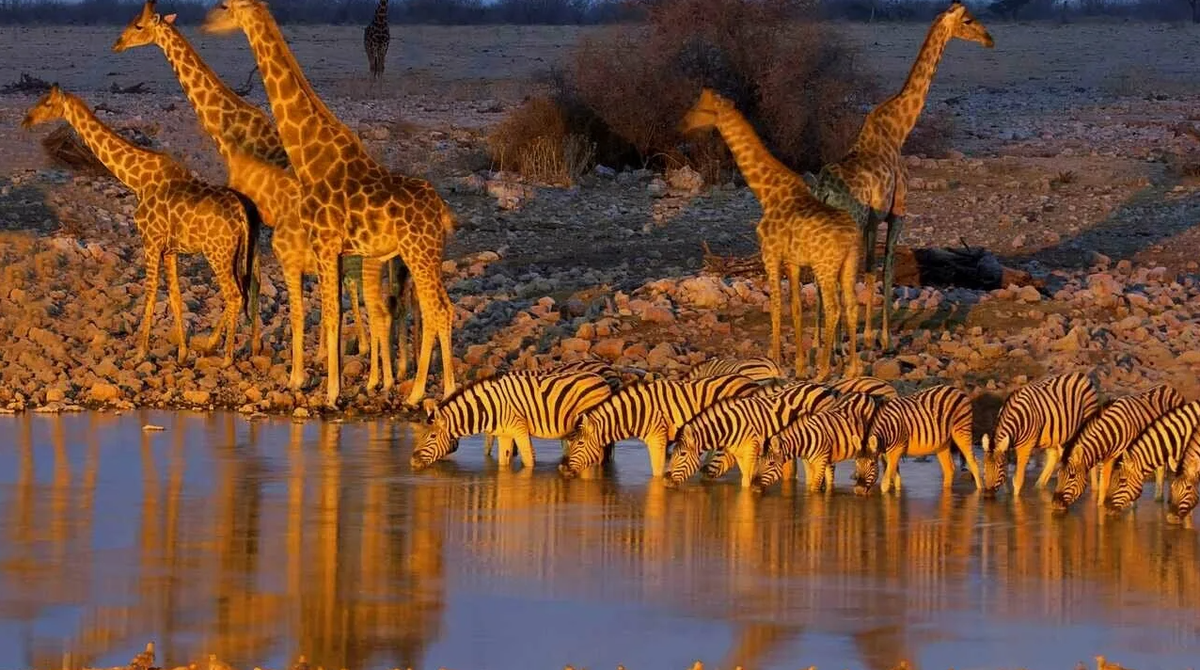 Даже животные после тяжелого дня приходят в местный бар пропустить пару стаканчиков...