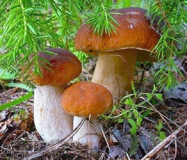 Грибы срезать или выкручивать? Расскажут " Стрекоза и Муравей"