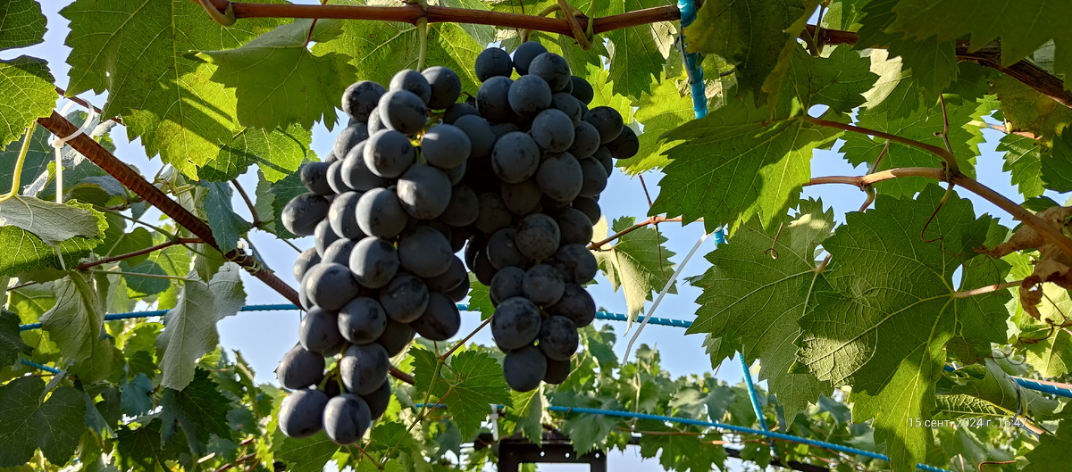 Виноград Молдова. Фото из архива.