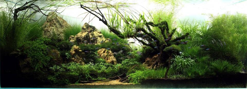 Акваскейп Дмитрия Паршина "Вам бы здесь побывать" 2010 г.