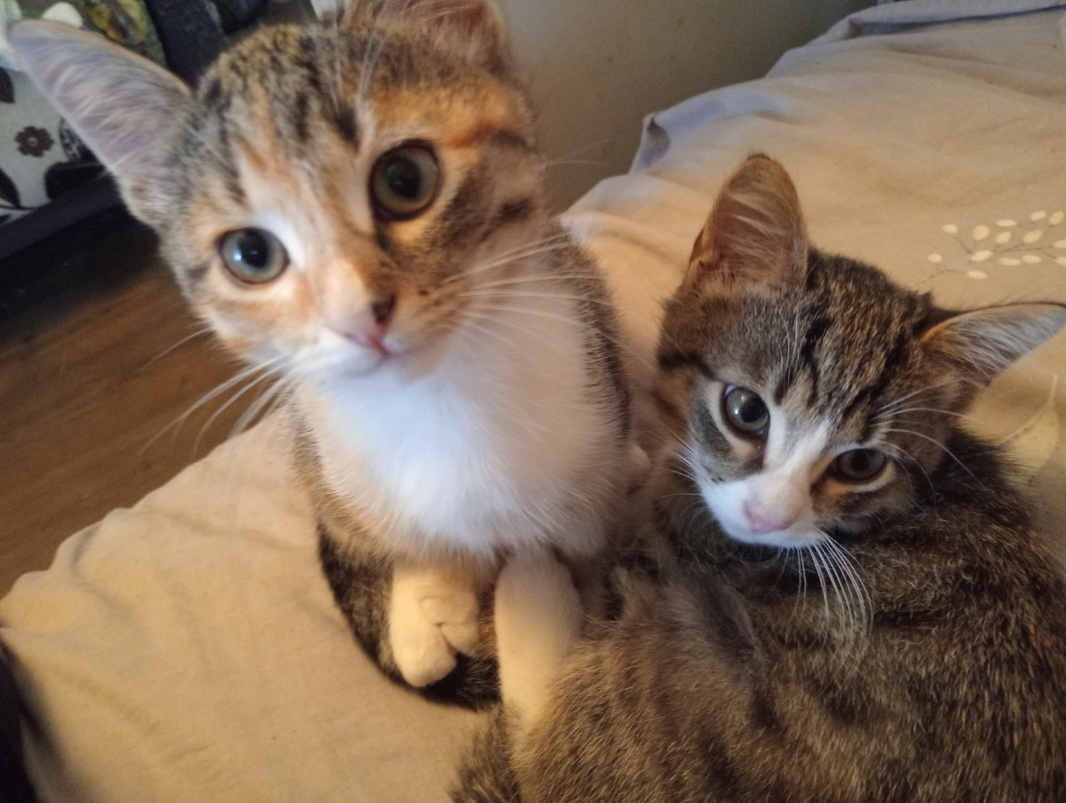 Шторы целы и палас, ваза не упавши... Меланхолия у нас, мы с утра не жравши!