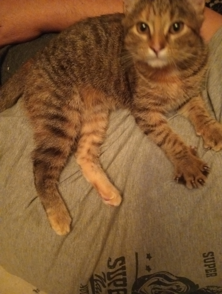 Хозяин, миленький! Наговаривает на нас Таня....Полежу у тебя на пузе, можно?